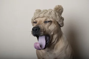 Fototapeten Gähnender Hund mit Strickmütze © monicaclick