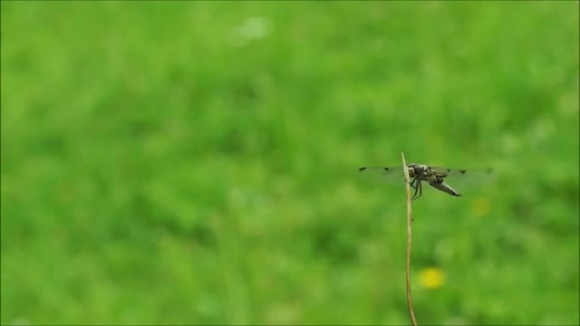 dragonfly starting