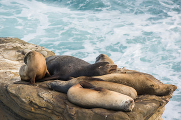 A group of sleeping sea lions on a cliff by the ocean during sunset in La Jolla cove, California
