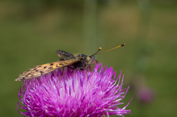 Farfalla, falena, insetto macro. Insetto macro su fiore, farfallina su fiore, polline