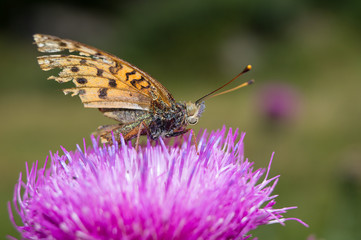 Farfalla, falena, insetto macro. Insetto macro su fiore, farfallina su fiore, polline