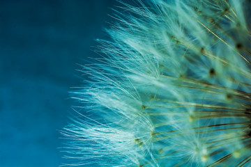 Fototapeta premium Dandelion flower abstract background. shallow depth of field