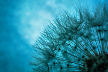 abstract dandelion flower background. shallow depth of field