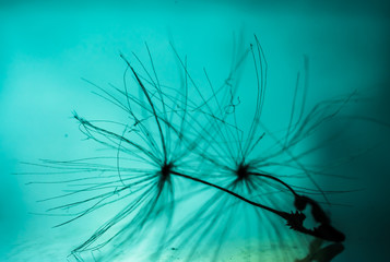 dandelion seeds abstract background. shallow depth of field