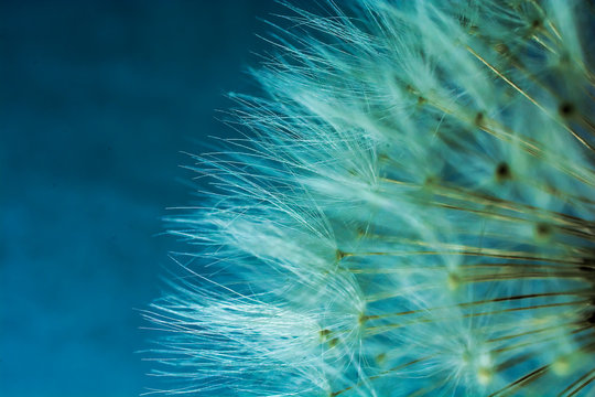 Dandelion flower abstract background. shallow depth of field