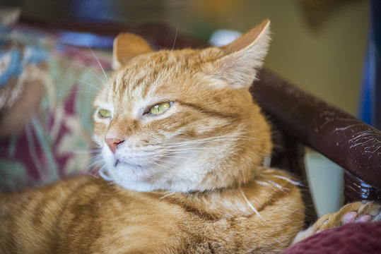 Closeup of annoyed or sleepy Orange tabby male cat with half closed green eyes and ears back lying on mauve chair