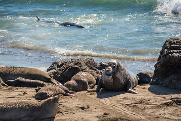 Elephant seal harem with blue alpha male during mating season near San Simeon, California