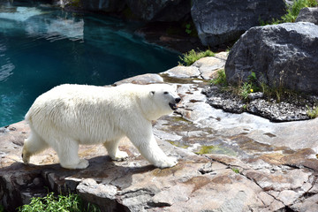 Big polar bear 