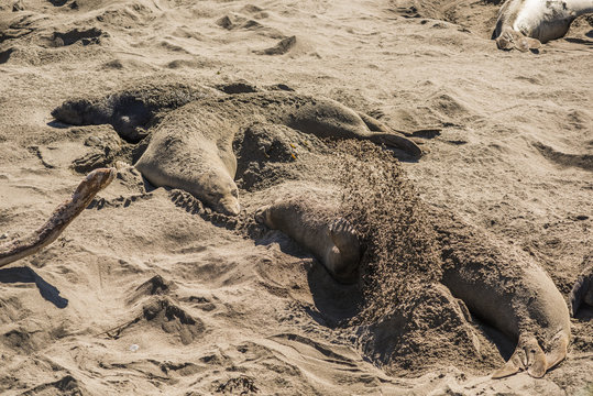 Elephant seals flipping or throwing sand on themselves on shore during hot weather