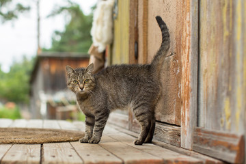 Obraz premium Cat on the porch of the farmhouse.