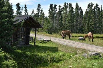 A hunting hut and a deer 