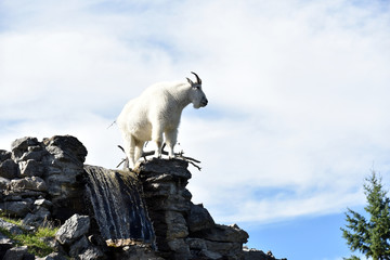 Mountain goat