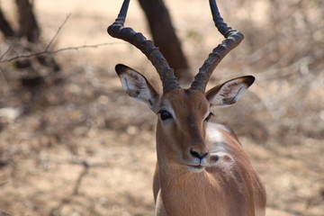 A male impala in Kruger National Park in South Africa