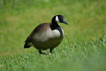 Goose