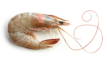 fresh raw prawn