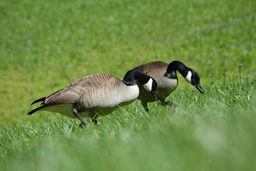 two geese heads down