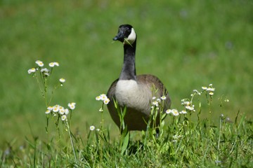 goose walking in flowers