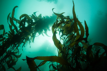 Giant Kelp Growing Upwards