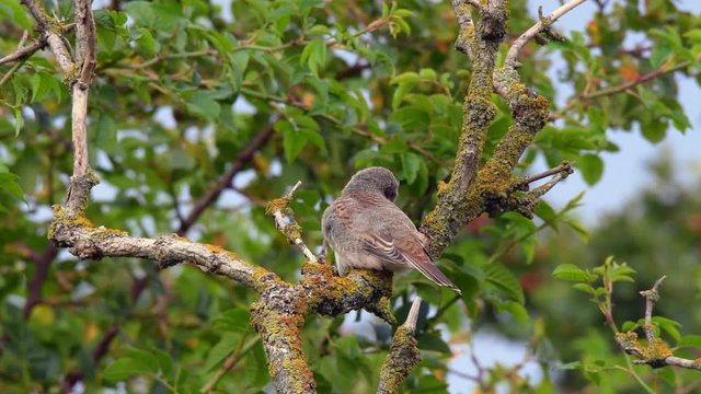 Ein junger Neunt&ouml;ter (Lanius collurio) wird von den Eltern gef&uuml;ttert