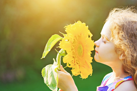 Funny Child Smelling  Sunflower  Sunny Day Outdoor.