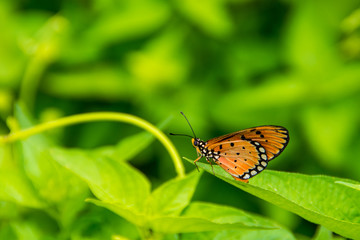 Pretty orange & black butterfly resting on a leaf