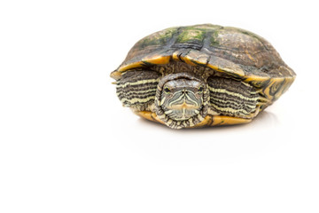 Obraz premium Small tortoise on white background