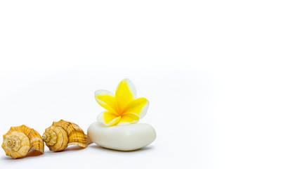 Soap and frangipani flower with seashells Isolated on white with