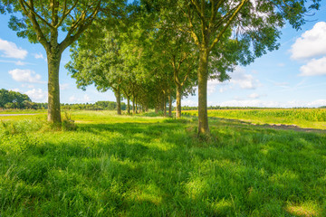Trees in a field in summer morning