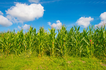 Field with corn in summer