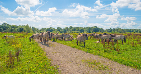 Horses in wetland in summer © Naj