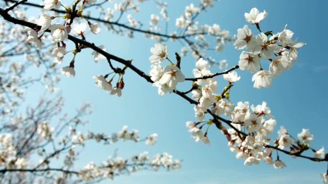 cherry blossom at Kawaguchiko