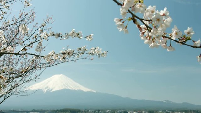 Fuji Mountain and a branch of sakura