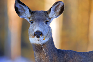 Close up Headshot of Mule Deer Doe in winter forest.