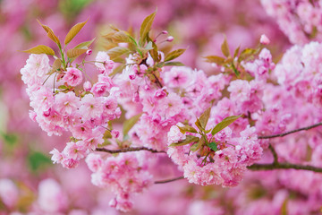 Beautiful pink flowers. lilac flowers.