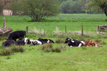 Fototapeta premium Cows on a green field.