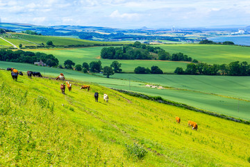 Fototapeta na wymiar A herd of cows graze in a field in Scotland