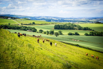 Obraz premium A herd of cows in a field in Scotland,Scottish summer landscape, East Lothians, Scotland, UK