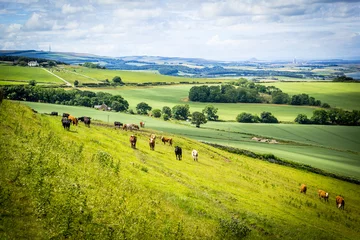 Zelfklevend Fotobehang A herd of cows in a field in Scotland,Scottish summer landscape, East Lothians, Scotland, UK © JulietPhotography