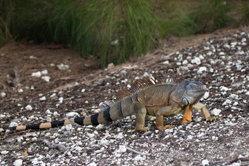 Large Green Iguana walking on a ramp