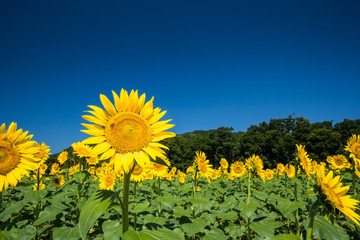 ひまわり畑（向日葵畑）