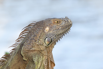 Portrait of a Green Iguana in the morning sun