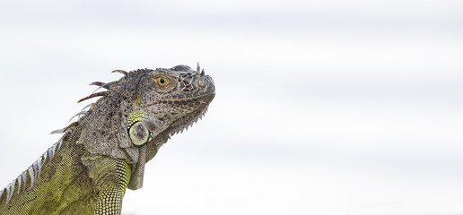 Portrait of a Green Iguana in the morning sun