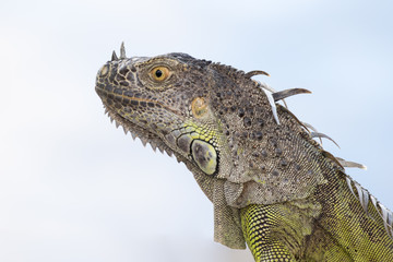 Portrait of a Green Iguana in the morning sun