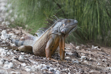 Large Green Iguana basking in the early morning sun