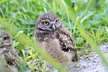 Burrowing owl on the grass - south Florida 