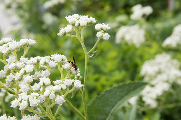 Close up of small budding plant with white flowers