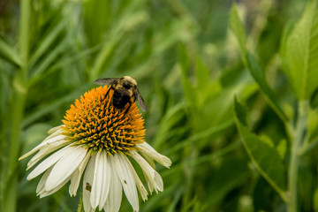 Close up of small budding plant with white flowers