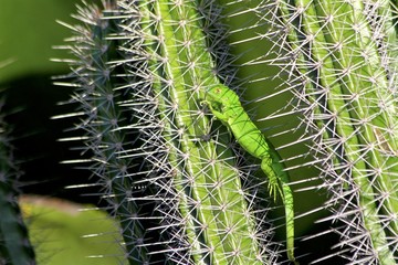 Small green lizard  on a cactus