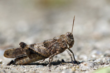 Macro portrait of desert grasshopper or locust