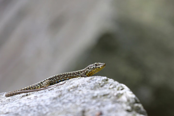Lizzard sunbathing on a rock against a blurred gray background